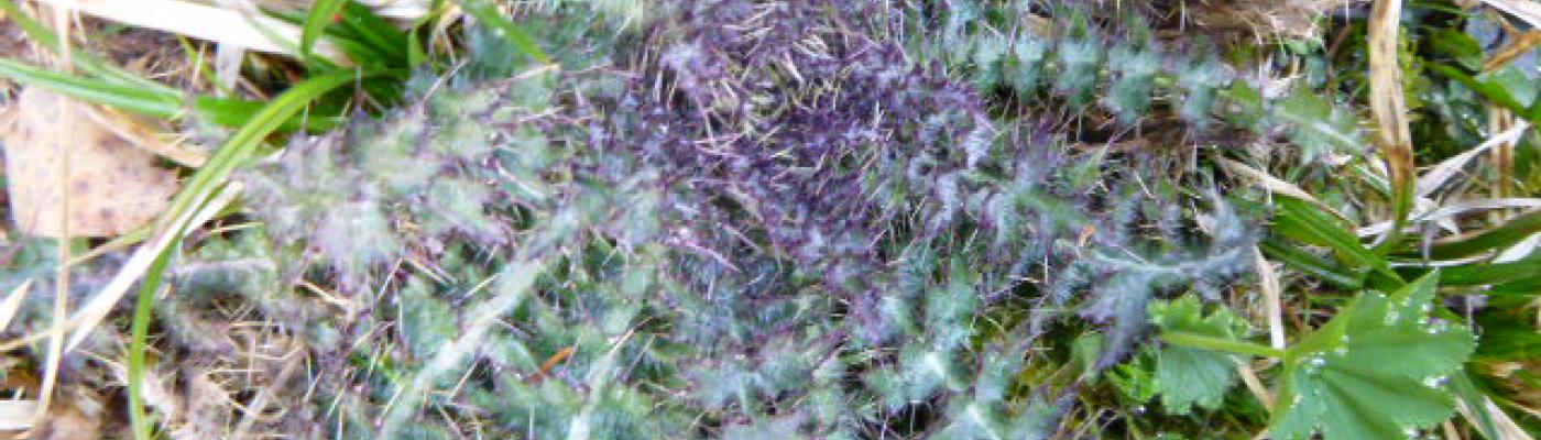 Distel